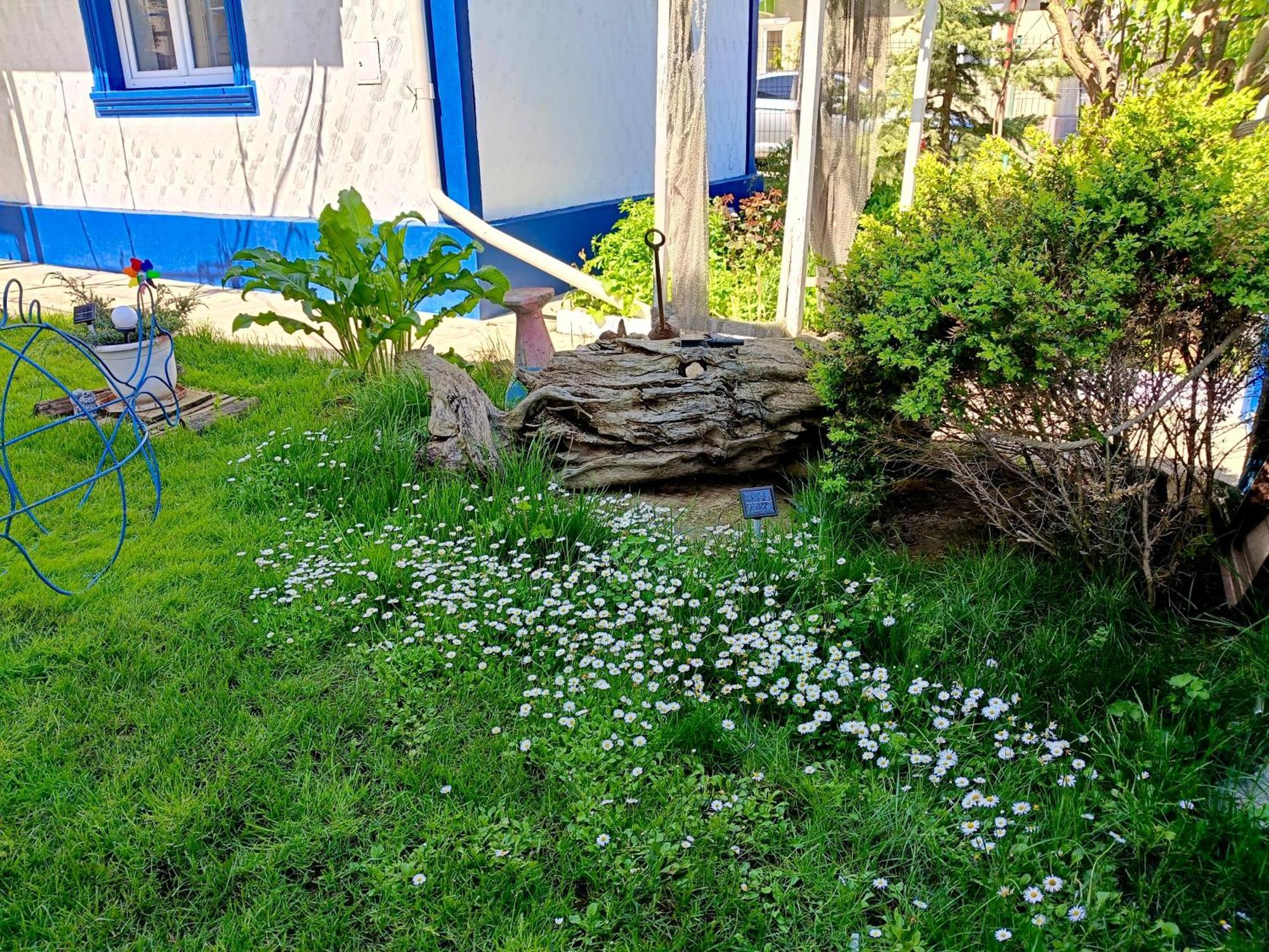 קוסטינסטי Casa Babica Guesthouse מראה חיצוני תמונה
